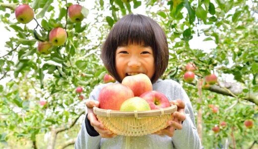 ふるさと納税でおいしいりんごを味わおう！選び方と人気の返礼品